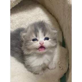 котёнки — стикер для MAX