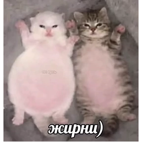 котёнки — стикер для MAX