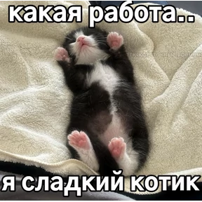 котёнки — стикер для MAX
