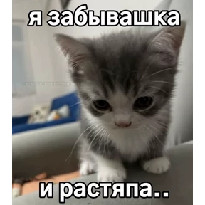 котёнки — стикер для MAX