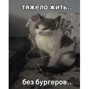 котёнки — стикер для MAX