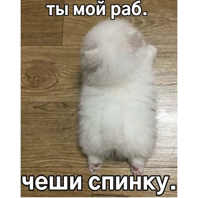 котёнки — стикер для MAX
