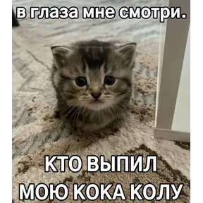 котёнки — стикер для MAX