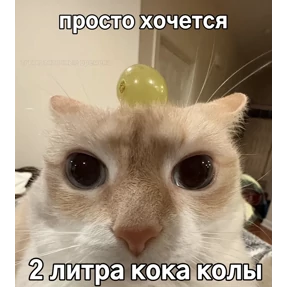 котёнки — стикер для MAX