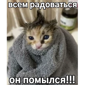 котёнки — стикер для MAX