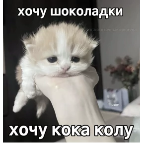 котёнки — стикер для MAX