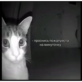 котёнки — стикер для MAX