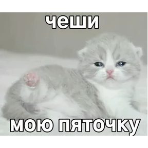 котёнки — стикер для MAX