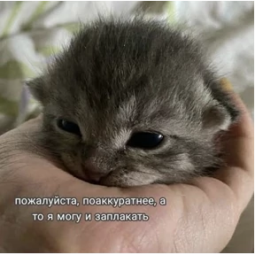котёнки — стикер для MAX