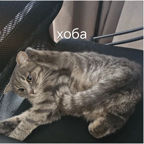 Кошара — стикер для MAX