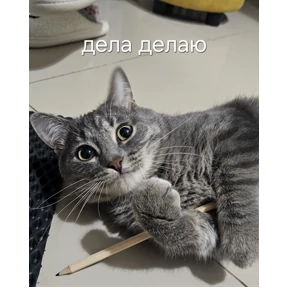 Кошара — стикер для MAX
