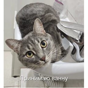 Кошара — стикер для MAX