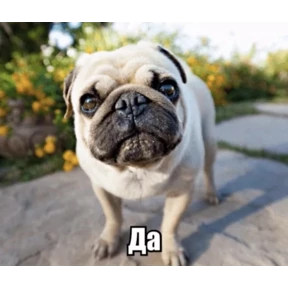 Stiker — стикер для MAX