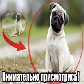 Stiker — стикер для MAX