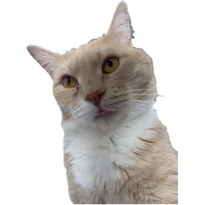 Рыжий — стикер для MAX