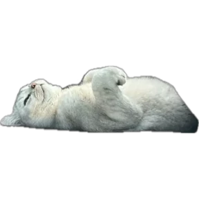 две коськи и песька — стикер для MAX