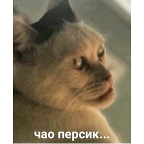 Стикеры 4 — стикер для MAX
