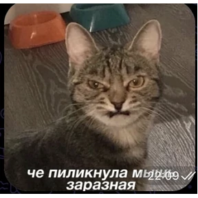 Тчк — стикер для MAX