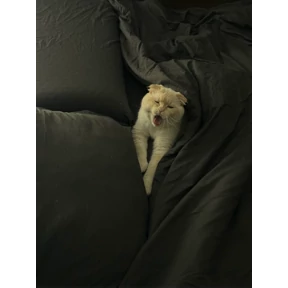 Мы — стикер для MAX