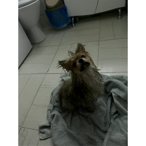 Мы — стикер для MAX