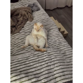 Мы — стикер для MAX