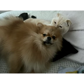 Мы — стикер для MAX