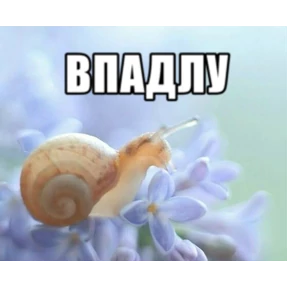 Львята — стикер для MAX