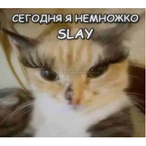 Коты — стикер для MAX