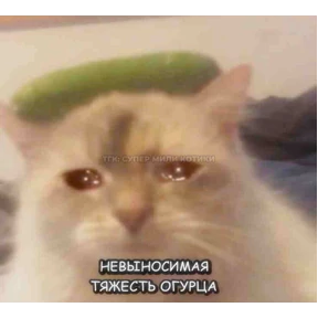 Коты — стикер для MAX