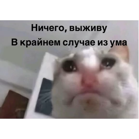 Коты — стикер для MAX