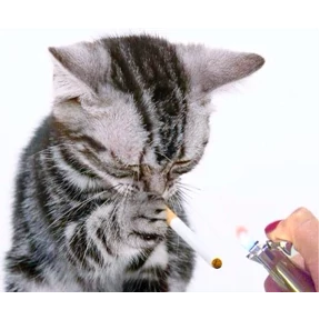 Коты — стикер для MAX