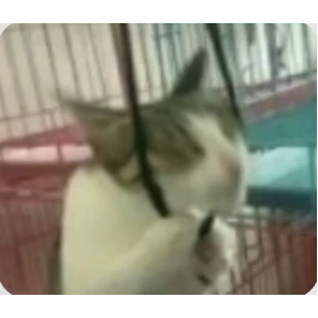 Коты — стикер для MAX