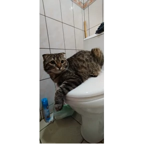 ДыМоК — стикер для MAX