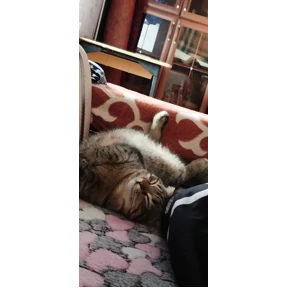 ДыМоК — стикер для MAX