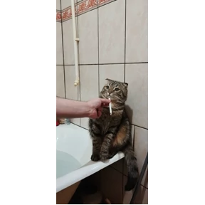 ДыМоК — стикер для MAX