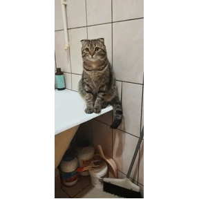 ДыМоК — стикер для MAX