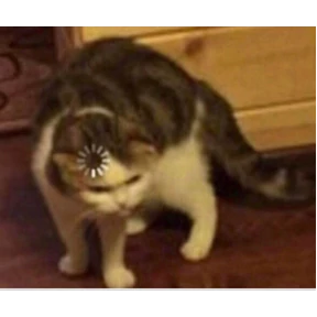 котики — стикер для MAX