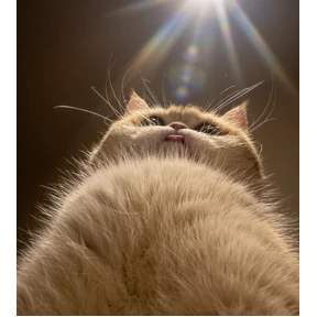 Стикерпак котики для мессенджера MAX
