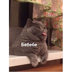 котики — стикер для MAX