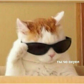 котики — стикер для MAX