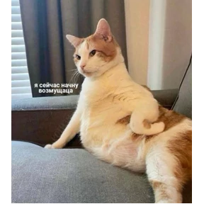котики — стикер для MAX