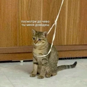 котики — стикер для MAX