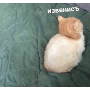 котики — стикер для MAX
