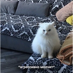 котики — стикер для MAX