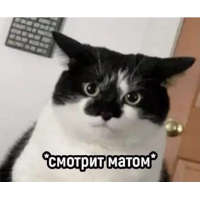 котики — стикер для MAX