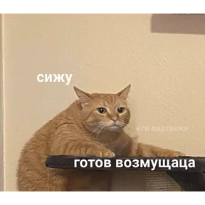 котики — стикер для MAX