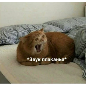 котики — стикер для MAX