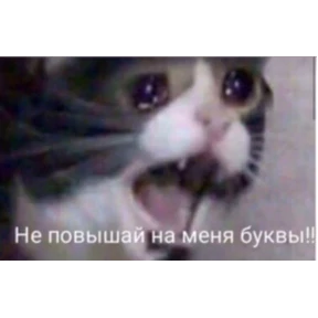 котики — стикер для MAX