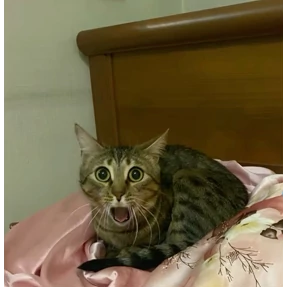 котики — стикер для MAX