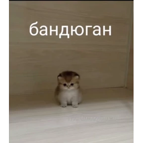 Проверочный — стикер для MAX